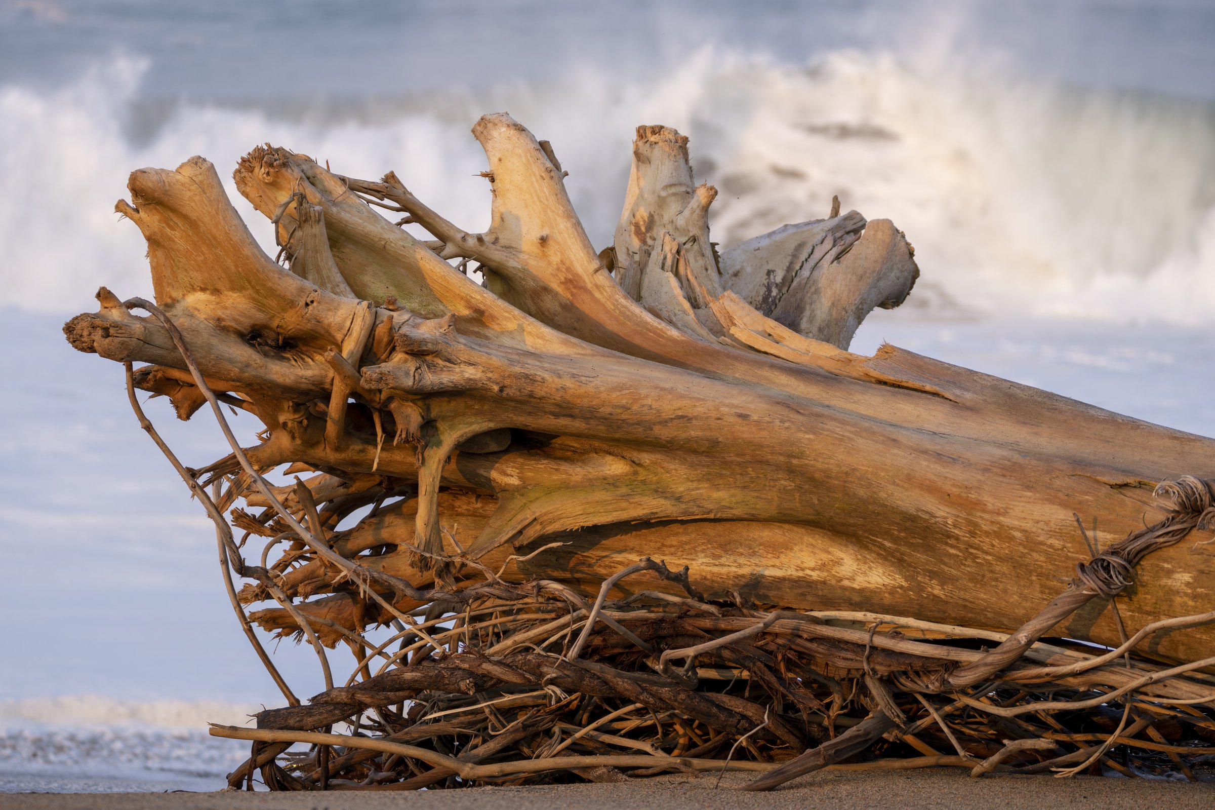 Pacific Driftwood